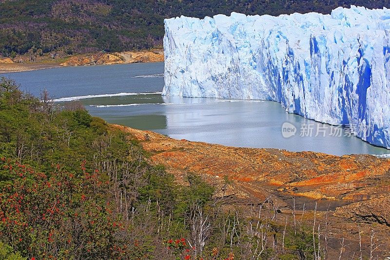 莫雷诺冰川和红色野花，阿根廷湖- El Calafate，巴塔哥尼亚